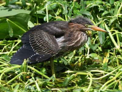 Young Green Heron