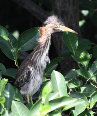 Second young Green Heron