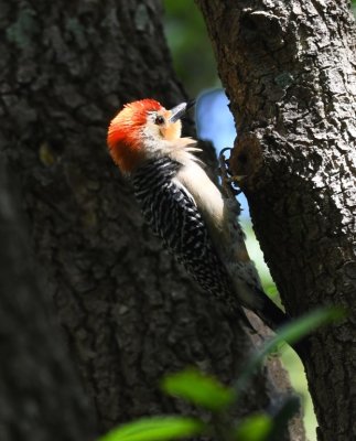 From Wakodahatchee, we went to Green Cay Wetlands and Nature Center; we saw this Red-bellied Woodpecker near the entrance.