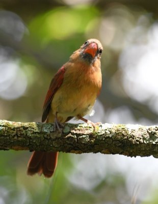 This curious female Northern Cardinal also perched near the entrance.