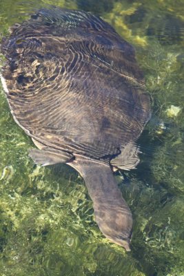 We watched this Soft-shelled Turtle in the water below us, from the boardwalk that goes all around the wetland.