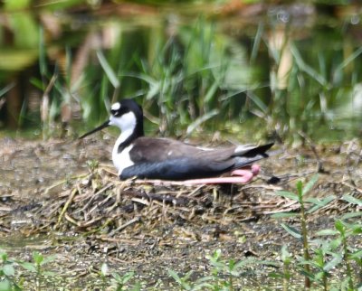 On the opposite side of the boardwalk, this Black-necked Stilt sat on its nest.