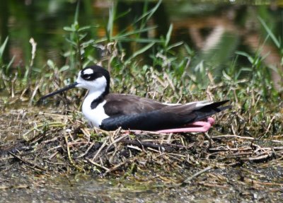 Black-necked Stilt on its nest