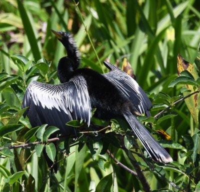 Anhinga sunning