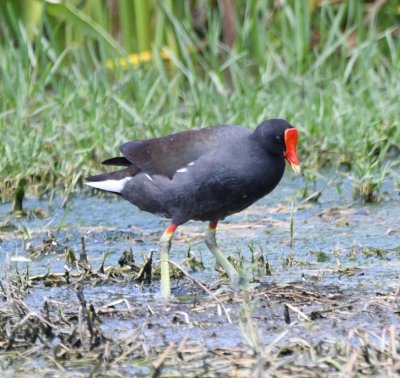 Common Gallinule
