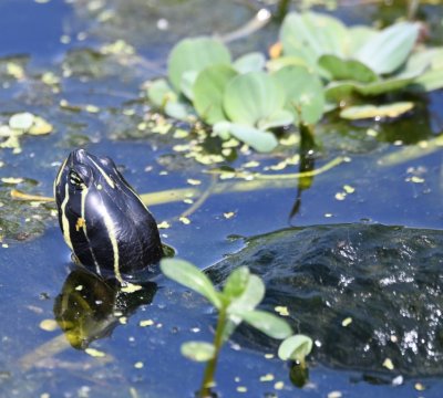 Slider turtle