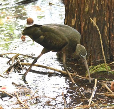 Immature Glossy Ibis