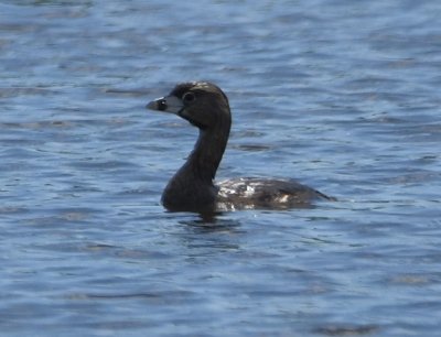 Pied-billed Grebe