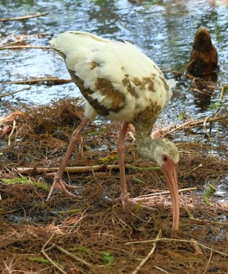 Immature White Ibis