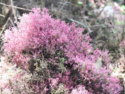 Pink-flowering plant