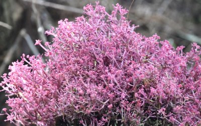Pink-flowering plant