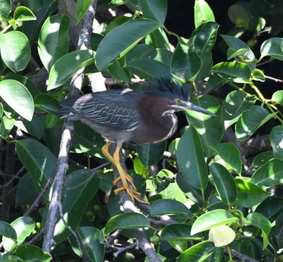 Green Heron perched