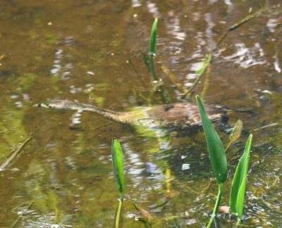 Pied-billed Grebe swimming underwater