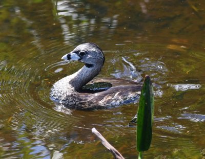 Pied-billed Grebe