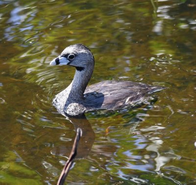 Pied-billed Grebe