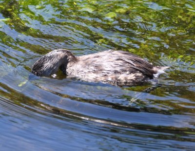Pied-billed Grebe