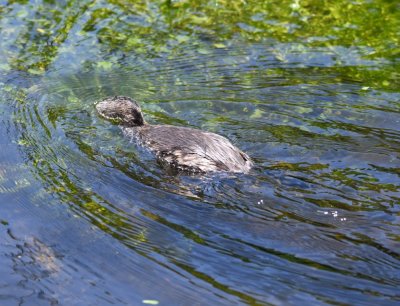 Pied-billed Grebe