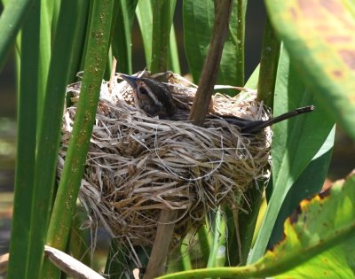 Female in a Red-winged Blackbird nest
