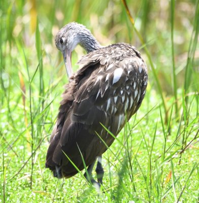 Limpkin