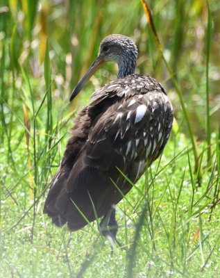 Limpkin