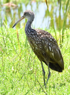 Limpkin