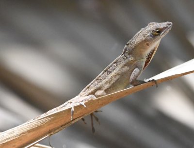 Anole