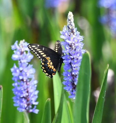 Black Swallowtail on Pickerelweed