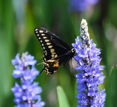 Black Swallowtail