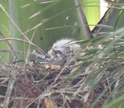 Red-shouldered Hawk chick in a nest above the boardwalk at Green Cay