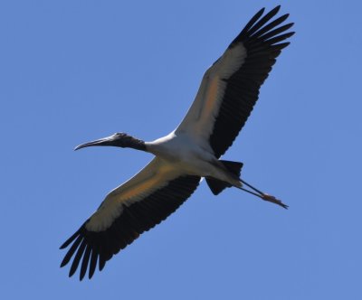 Wood Stork in flight