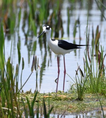 Black-necked Stilt