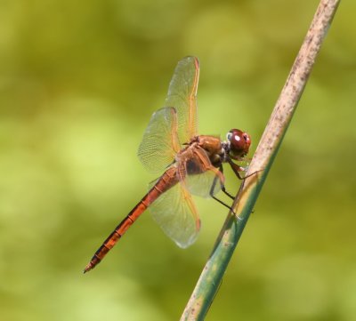 Dragonfly