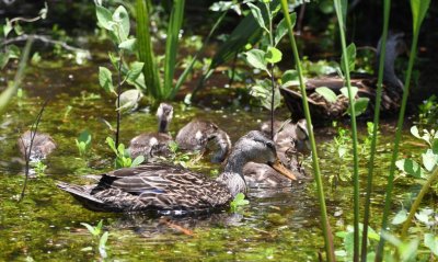 Mottled Ducks