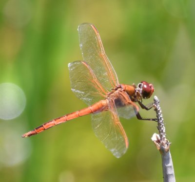 Dragonfly