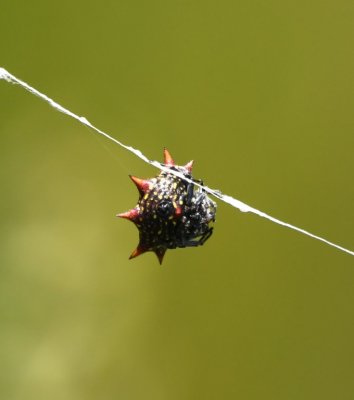 Spiny Orb Weaver