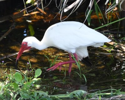 White Ibis in dark red breeding color