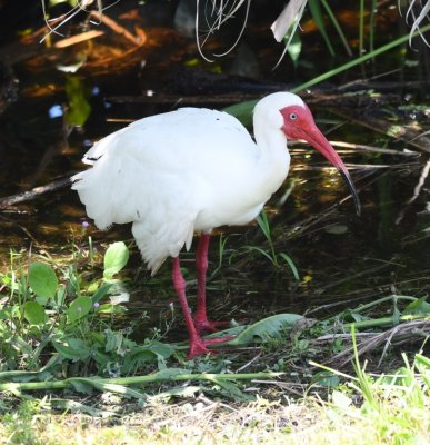 White Ibis
