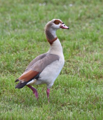 Egyptian Goose