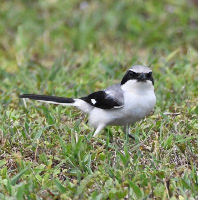 There were also several Loggerhead Shrikes in the park.