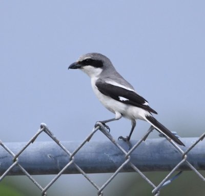 Loggerhead Shrike