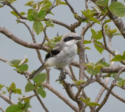 Loggerhead Shrike
