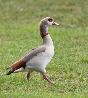 Egyptian Goose