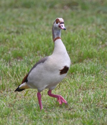The Egyptian Goose was wanting to walk away from us, so it was difficult to get a photo of the big black spot on its breast.