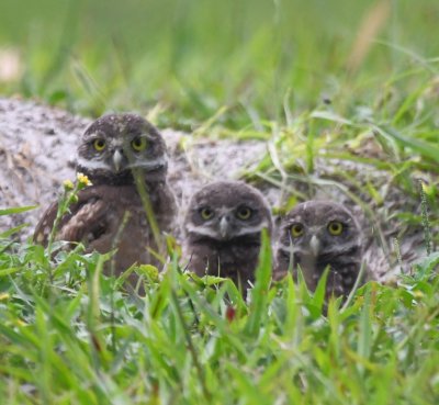 There were also several burrows occupied by Burrowing Owls at the park, like these three young ones.