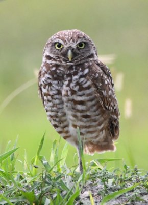 Adult Burrowing Owl at Vista View Park, FL