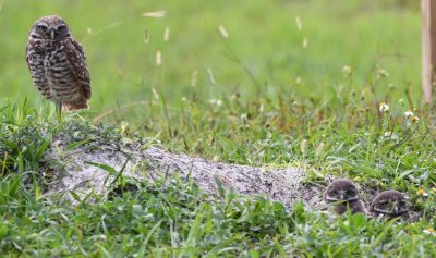 Adult and young Burrowing Owls
