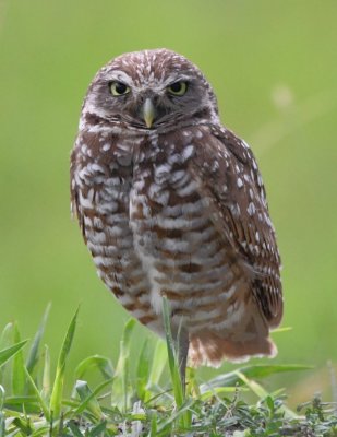 Adult Burrowing Owl, standing guard