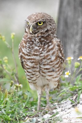 Another adult Burrowing Owl