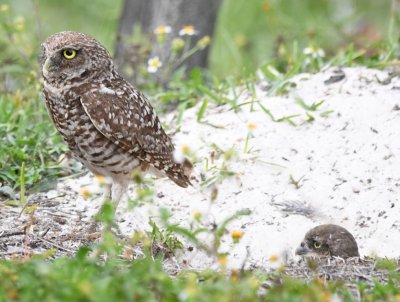 Adult Burrowing Owl and owlet