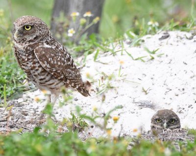 Adult Burrowing Owl and owlet